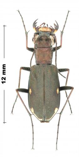 Cylindera germanica